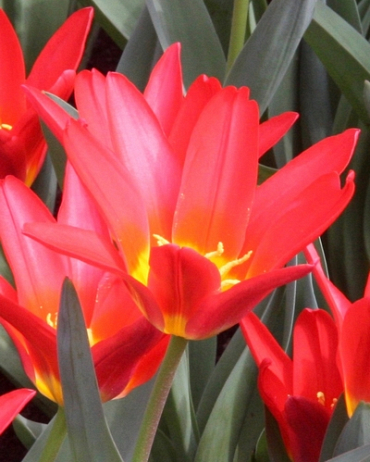 X 100 TULIPA SCARLET BABY 11/12