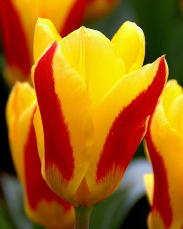 X 100 TULIPA STRESA 11/12