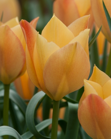 X 250 TULIPA BATALINII BRIGHT GEM 6/+