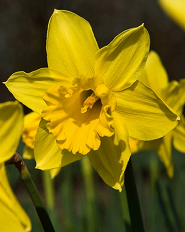 X 100 NARCISSUS STANDARD VALUE 14/16