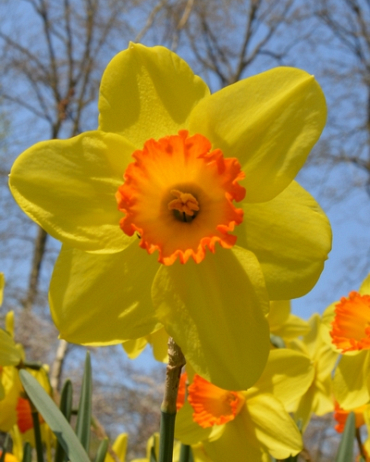 X 100 NARCISSUS RED DEVON 14/16