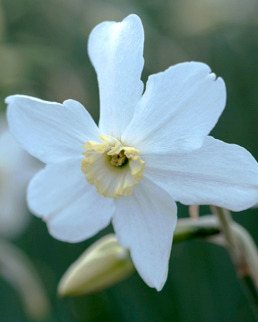 X 100 NARCISSUS POLAR ICE 12/14