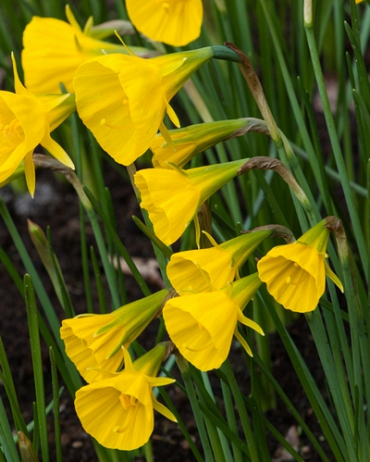 X 100 NARCISSUS GOLDEN BELLS 6/8