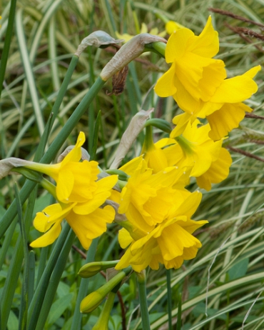 X 100 NARCISSUS QUAIL 12/14