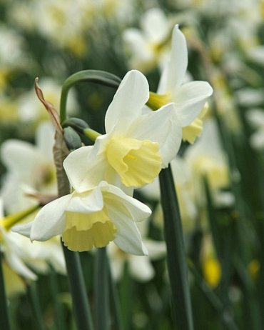 X 100 NARCISSUS SAILBOAT 12/14