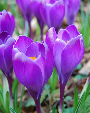 X 100 CROCUS REMEMBRANCE 8/9