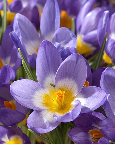 X 250 CROCUS SPECIE SIEBERI TRICOLOR 6/+