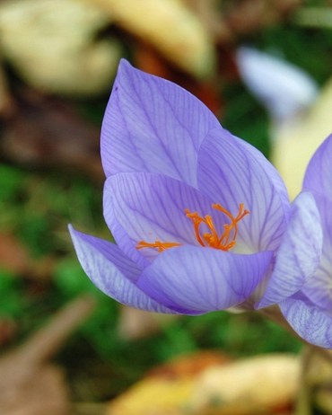 X 100 CROCUS SATIVUS 8/9