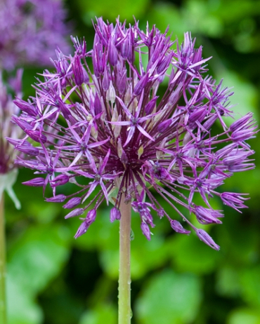 X 100 ALLIUM PURPLE RAIN 12/14