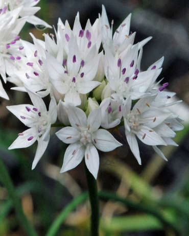 X 100 ALLIUM GRACEFUL BEAUTY 6/+