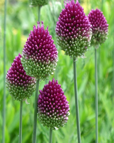 X 100 ALLIUM SPHAEROCEPHALON 6/+