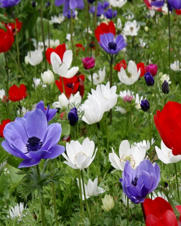 X 100 ANEMONE CORONARIA DE CAEN GEMENGD 5/6