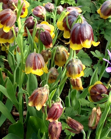 X 100 FRITILLARIA SPECIES MICHAILOVSKYI 5/+