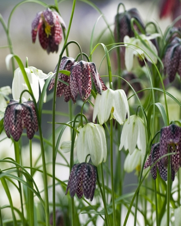 X 250 FRITILLARIA MELEAGRIS MIX 6/7