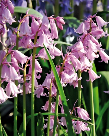 X 100 HYACINTHOIDES HISPANICA ROZE 8/10