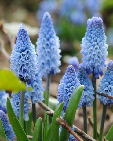 X 100 MUSCARI AZUREUM 6/+