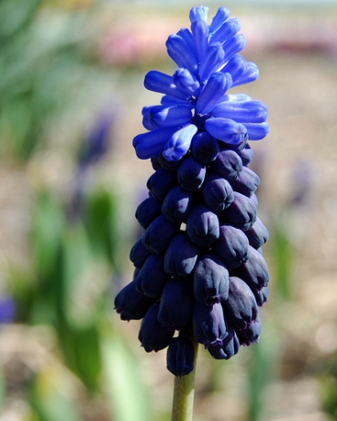 X 250 MUSCARI LATIFOLIUM 6/+