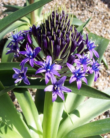 X   10 SCILLA PERUVIANA 18/20