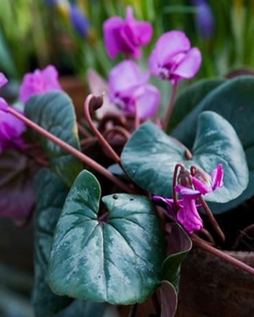 X   25 CYCLAMEN COUM HYBRIDEN 10/13