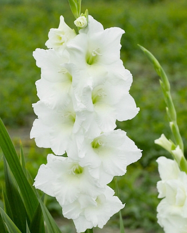 X 100 GLADIOLUS WHITE PROSPERITY 12/14