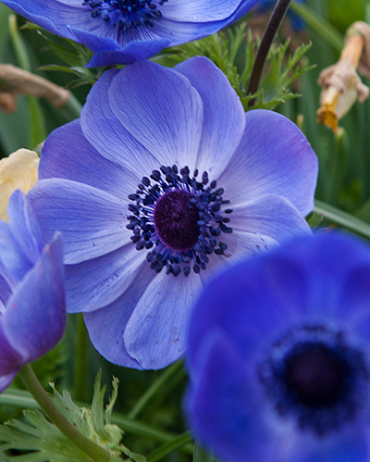 X 100 ANEMONE CORONARIA MR. FOKKER 5/6