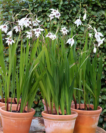 X 100 GLADIOLUS CALLIANTHUS 8/10