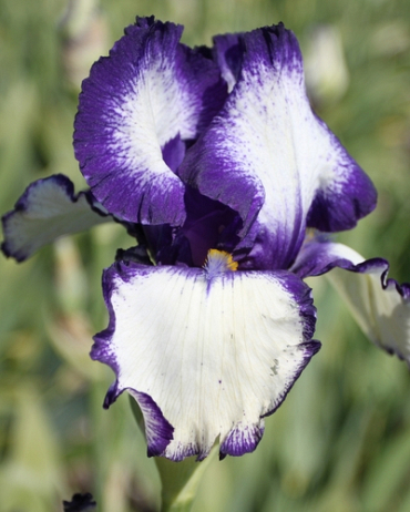 X 25 IRIS GERMANICA LOOP THE LOOP I
