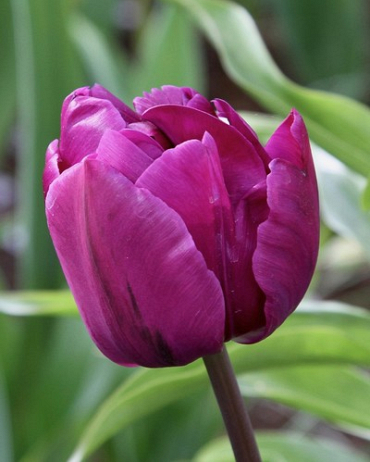 X 100 TULIPA NEGRITA DOUBLE 11/12