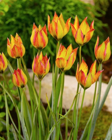 X 100 TULIPA ORPHANIDEA FLAVA 6/+