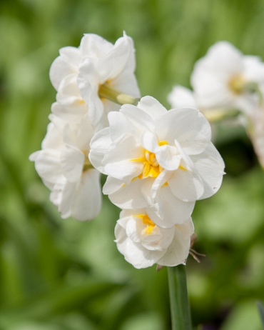 X 100 NARCISSUS BRIDAL CROWN 12/14