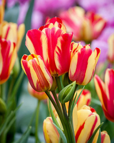 X 100 TULIPA WONDER CLUB 12/+