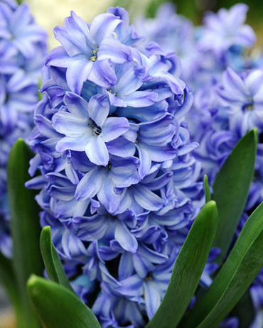 X   50 HYACINTHUS AQUA 15/16