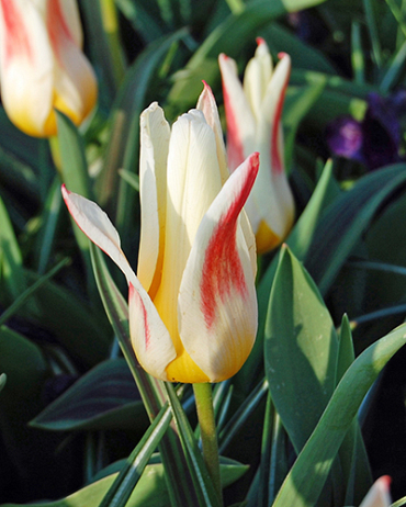 X 100 TULIPA JOHANN STRAUSS 11/12