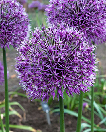 X   25 ALLIUM EARLY EMPEROR  14/+