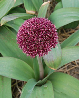 X   25 ALLIUM OSTARA 12/+