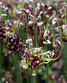 X 100 ALLIUM SCORODOPRASUM ART  5/+