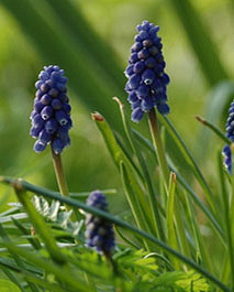 X 100 MUSCARI ARMENIACUM NIGHT EYES 7/8