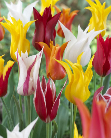 X 100 TULIPA LELIEBLOEMIG MIX 11/12