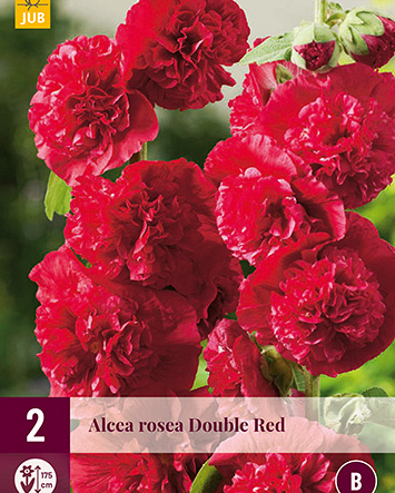 X 2 ALCEA ROSEA CHATERS DOUBLE RED I