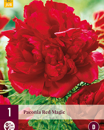 X 1 PAEONIA RED MAGIC 2/3