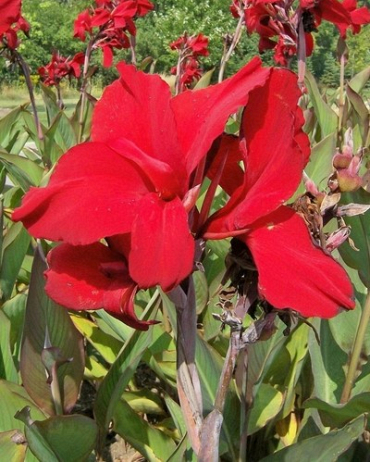 X 25 CANNA RED DAZZLER I