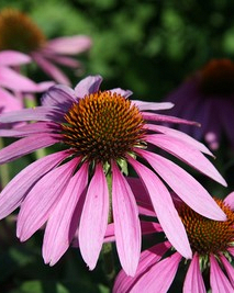 X 25 ECHINACEA PURPUREA  I