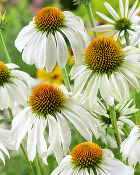 X 25 ECHINACEA WHITE SWAN  I