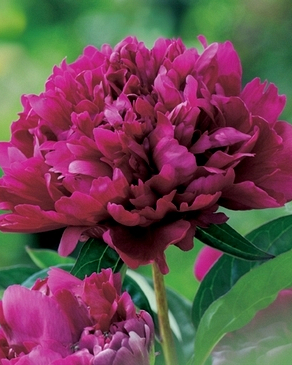 X 25 PAEONIA KARL ROSENFIELD 2/3