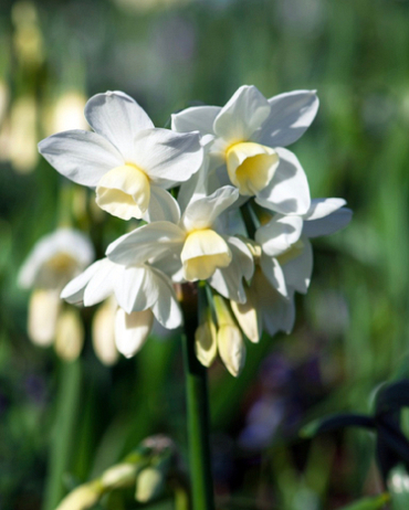 X 100 NARCISSUS SILVER CHIMES 15/17