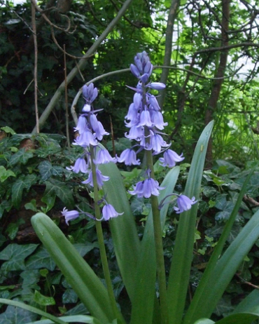 X 100 HYACINTHOIDES HISPANICA BLAUW 8/10