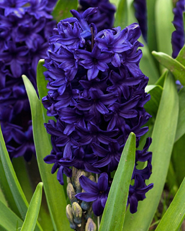 X   50 HYACINTHUS BLUE TROPHY 15/16