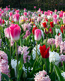 X 100 PINK REVELATION I