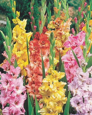 X 100 GLADIOLUS RUFFLED MIX 12/14