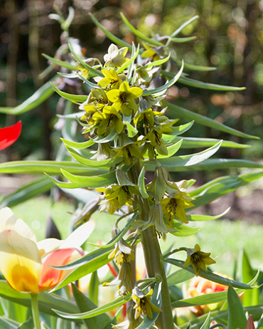 X   10 FRITILLARIA GREEN EYES 20/24